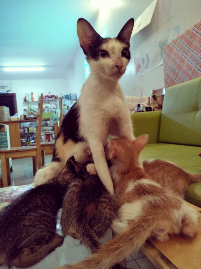 Cat Japanese Only At Uh Huh House Hostel Cebu Екстериор снимка