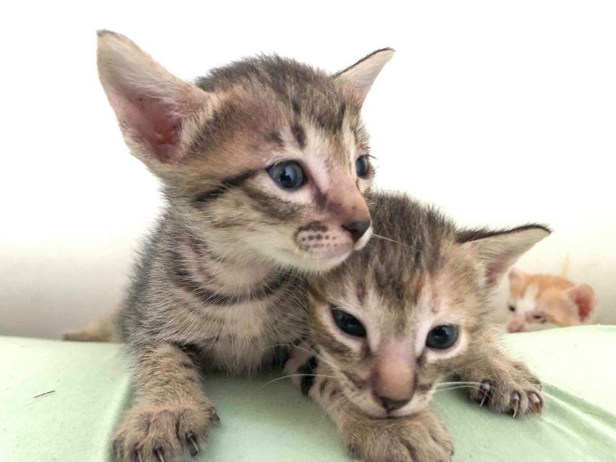 Cat Japanese Only At Uh Huh House Hostel Cebu Екстериор снимка