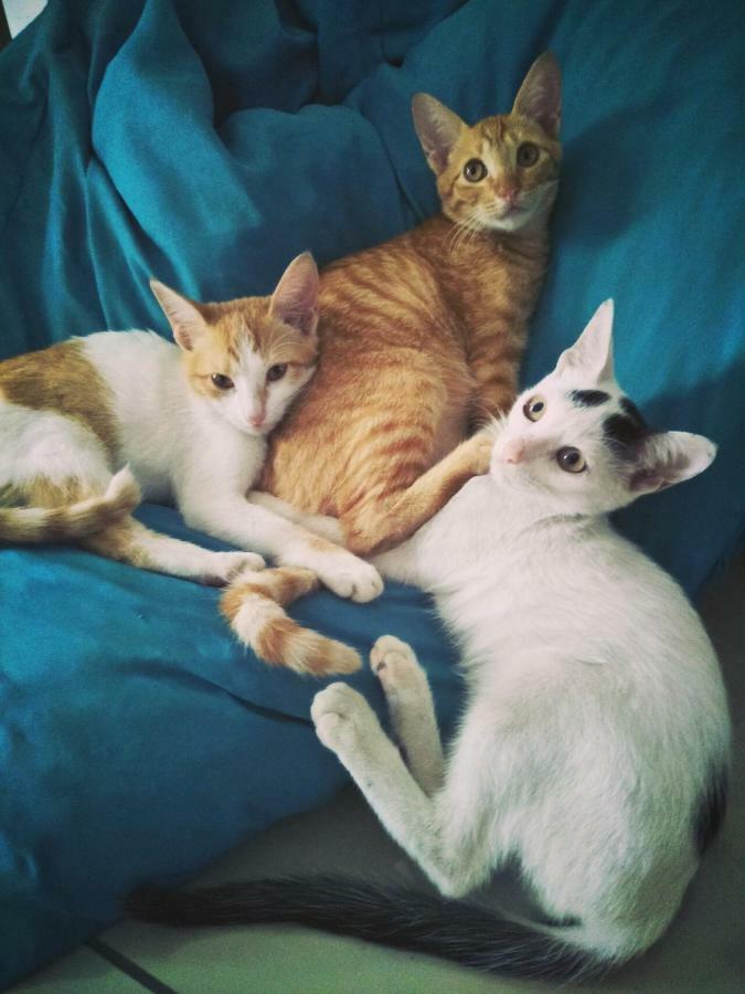 Cat Japanese Only At Uh Huh House Hostel Cebu Екстериор снимка